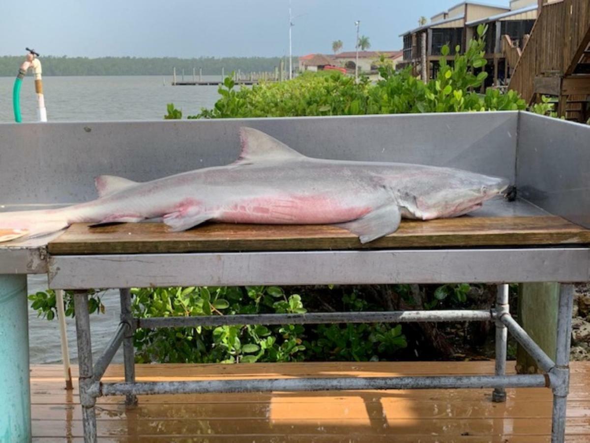 River Wilderness Waterfront Cabins Everglades City Ngoại thất bức ảnh